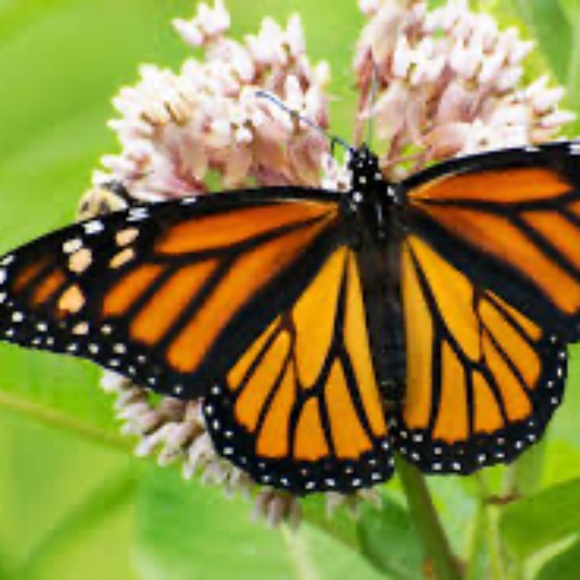 monarch_home